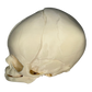 Left-sided view of fetal skull model includes the ear cavity for prenatal teaching