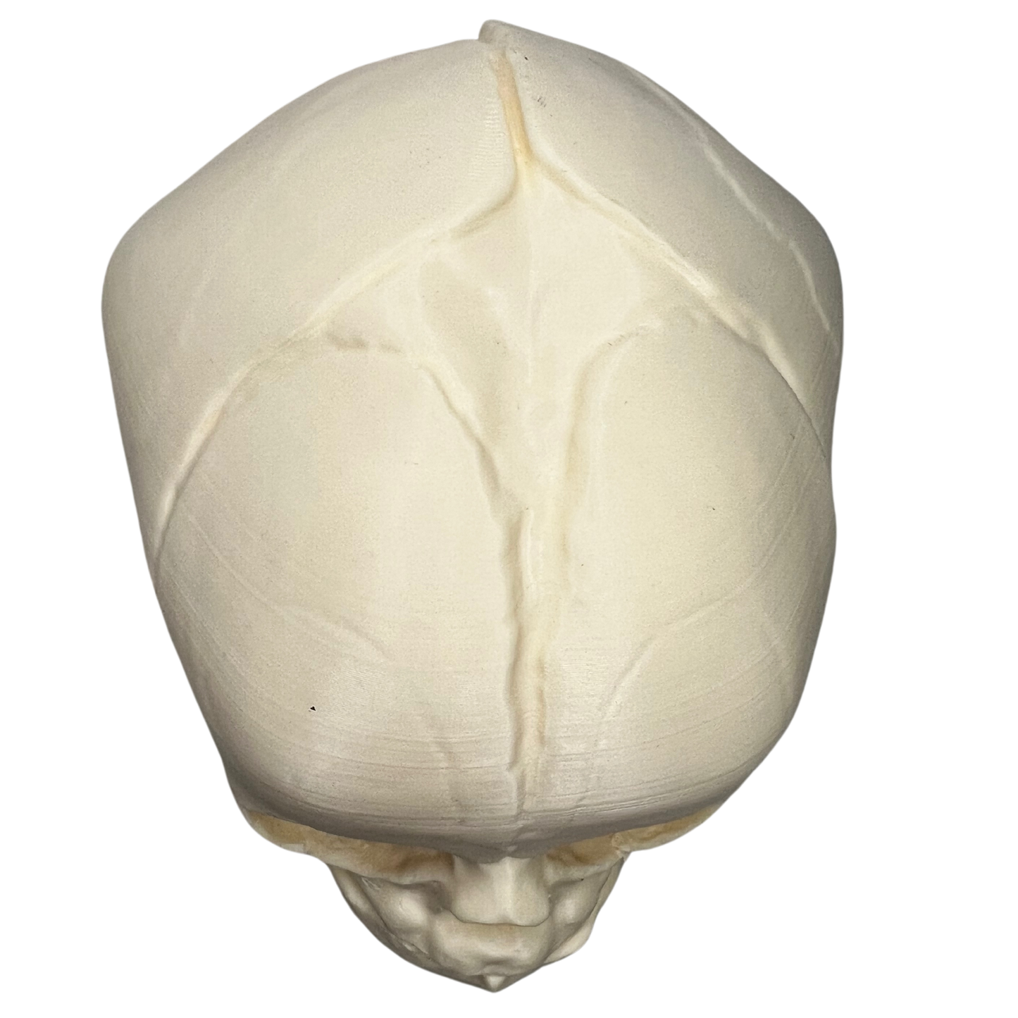 View of full-term fetal skull model from the top includes well-defined suture lines for prenatal education purposes