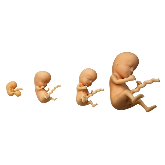 Image of 4 3D printed fetus models at 8, 10, 12 and 14 weeks gestation for prenatal education purposes