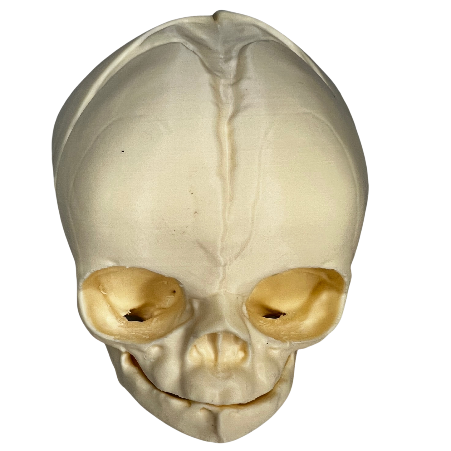 full term 3D printed model of a fetal skull for prenatal educators