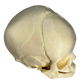 Right-sided view of full term model of baby's skull at 40 weeks includes the ear cavity for prenatal educators