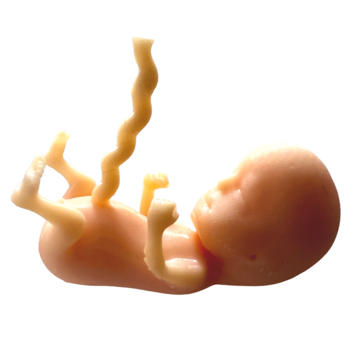 3D printed model of 14 week fetus shows fingers, toes, ears, sex organs and umbilical cord for prenatal education purposes.