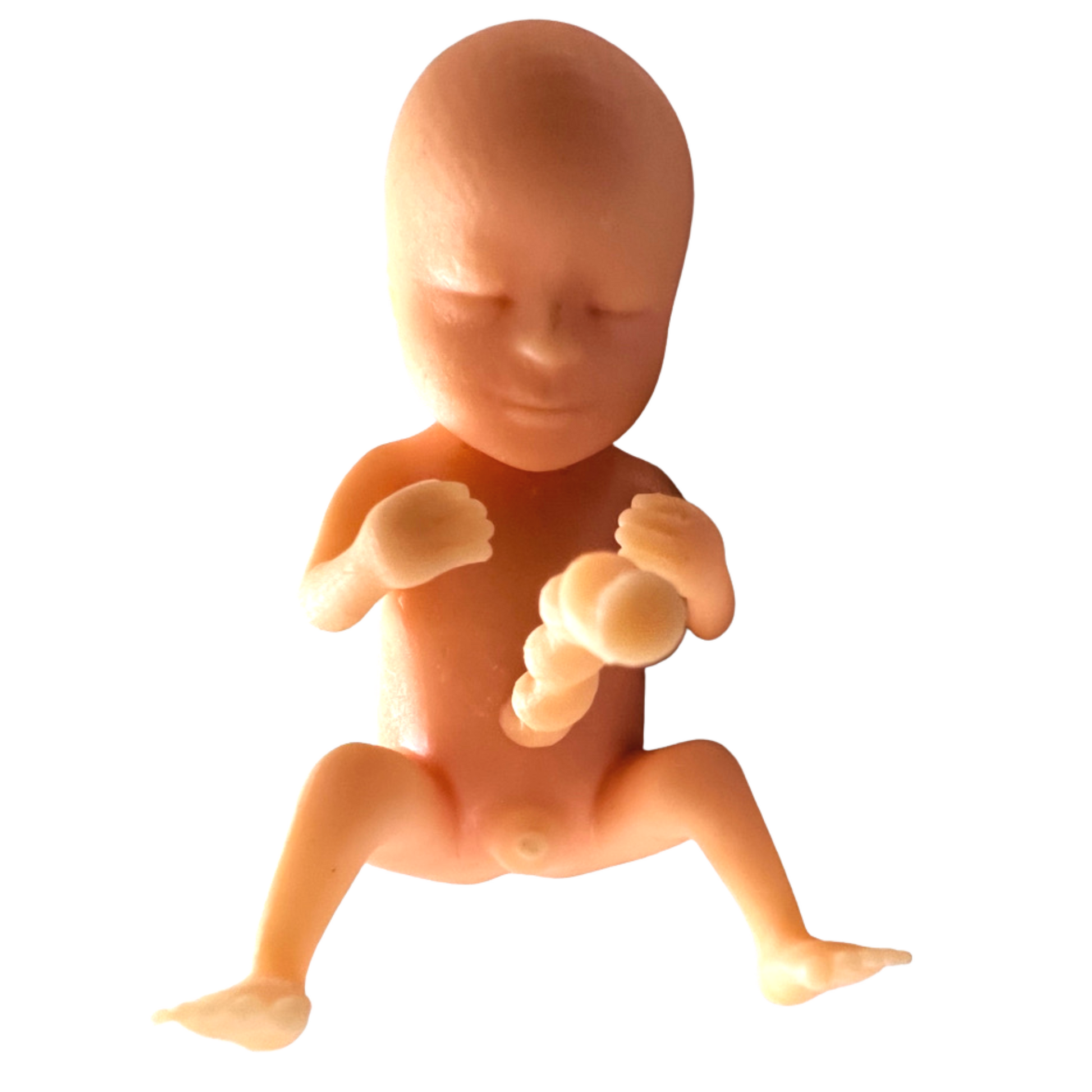Image of 3D printed fetus at 12 weeks and the emergence of sex organs.
