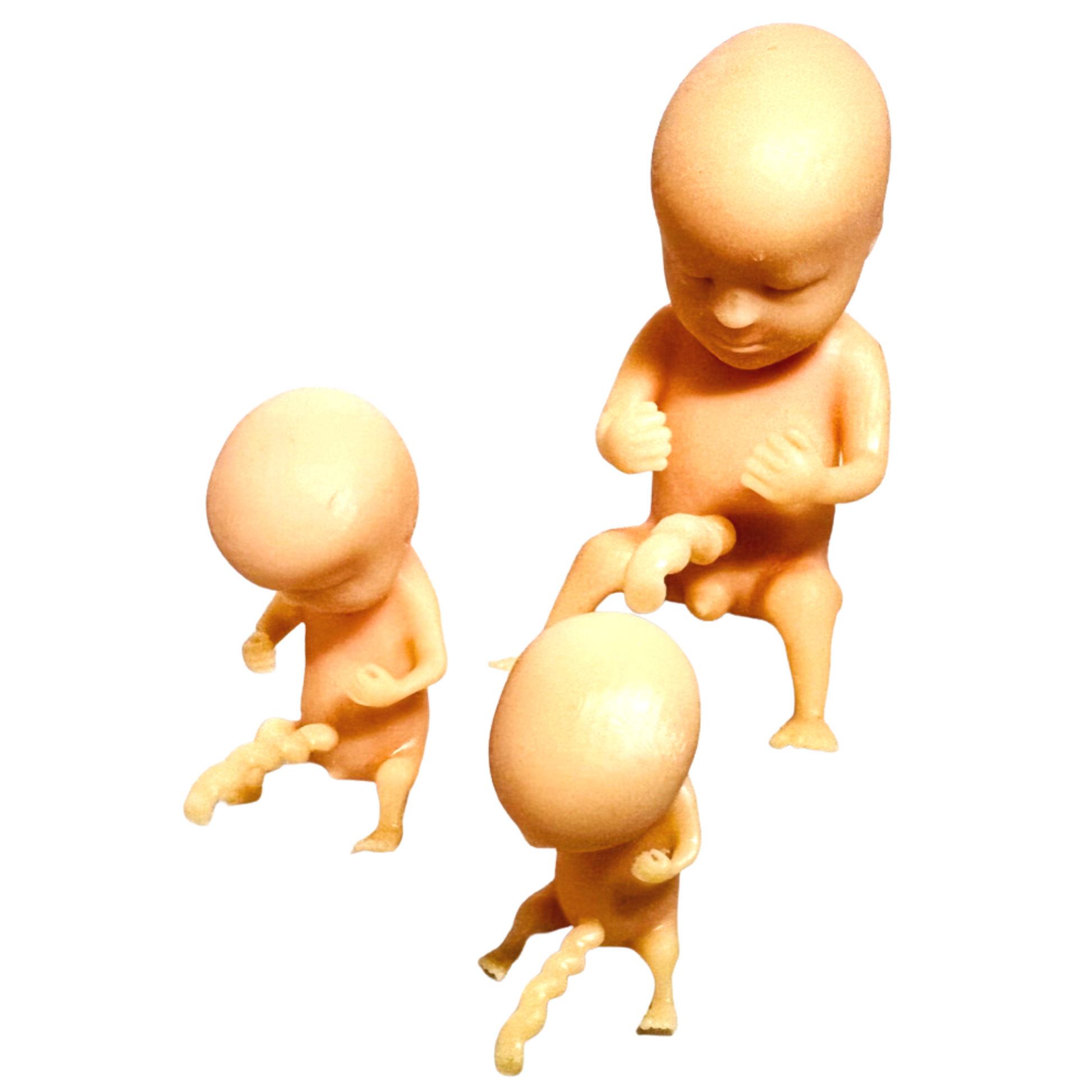 Image of 3D printed fetus models at 10,12 and 14 weeks to showcase fetal development