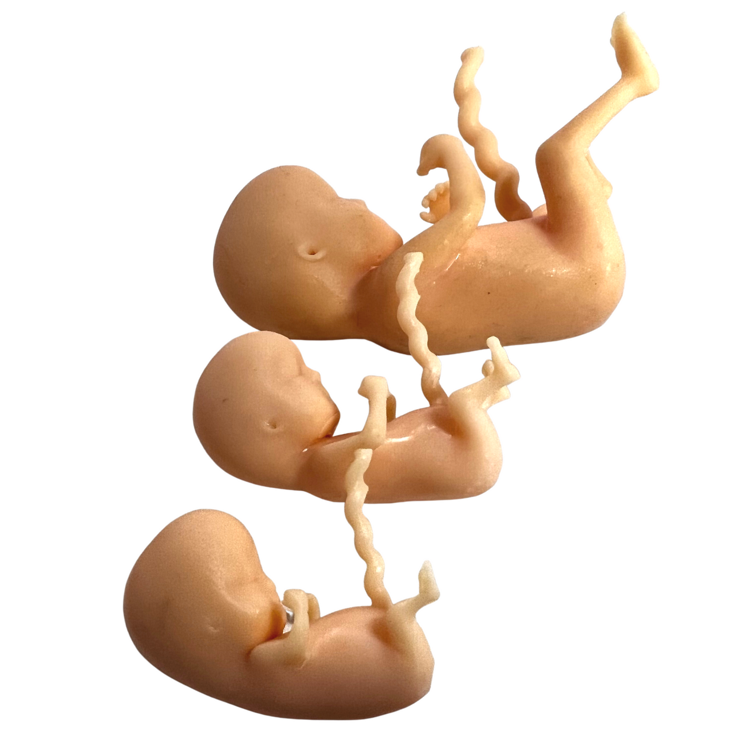 10, 12 and 14 week fetus models demonstrate the changes that occur during fetal development.