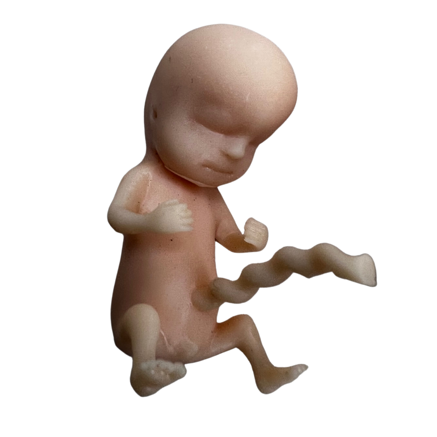 Image of 3D printed 12 week fetus model and the presence of fingers, toes, emerging sex organs, ear buds and umbilical cord.