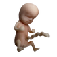 Image of 3D printed 12 week fetus model and the presence of fingers, toes, emerging sex organs, ear buds and umbilical cord.