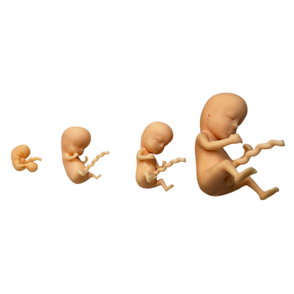 Image of 4 3D printed fetus models at 8, 10, 12 and 14 weeks gestation for prenatal education purposes