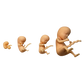 Image of 4 3D printed fetus models at 8, 10, 12 and 14 weeks gestation for prenatal education purposes