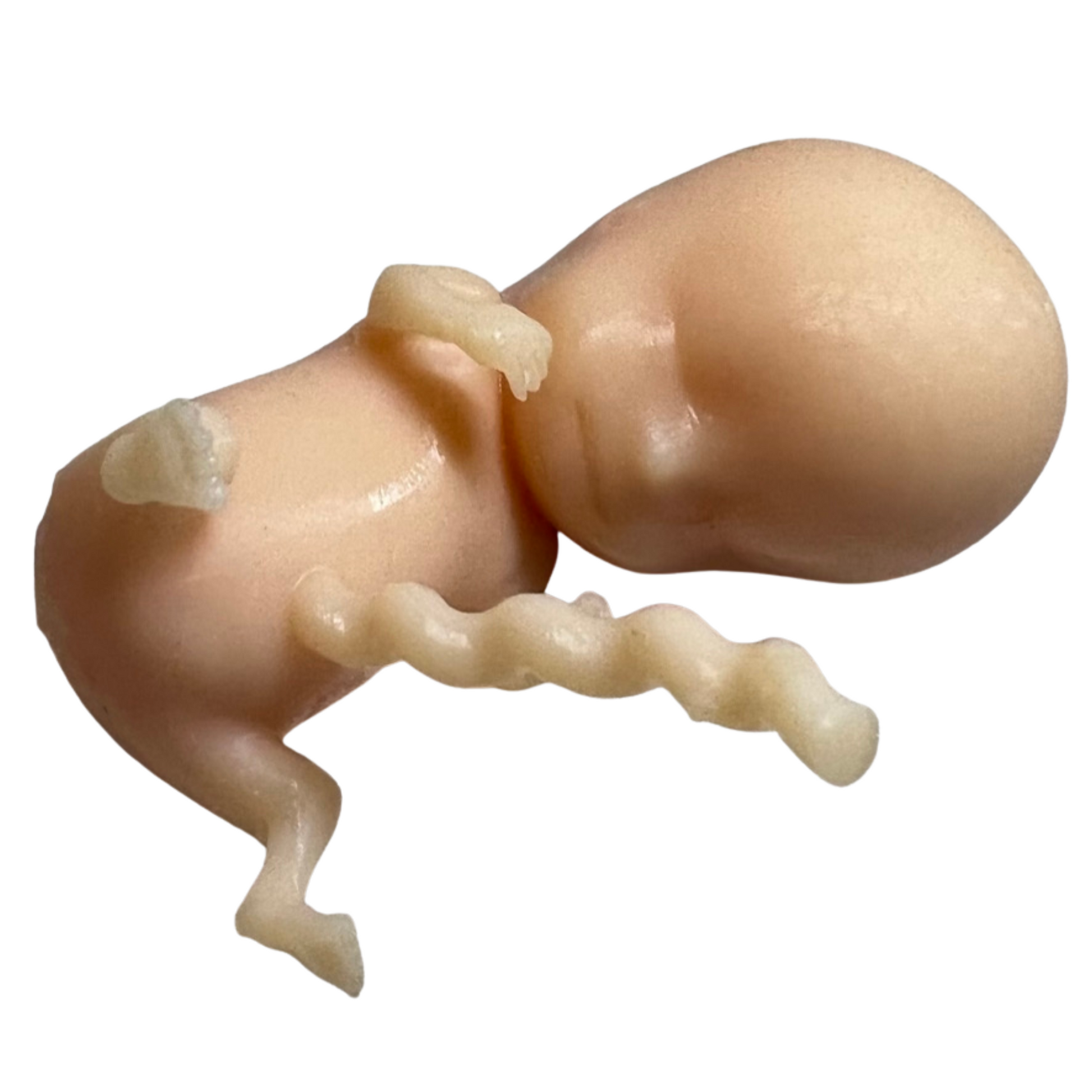 Image of a 3D printed 10-week fetus
