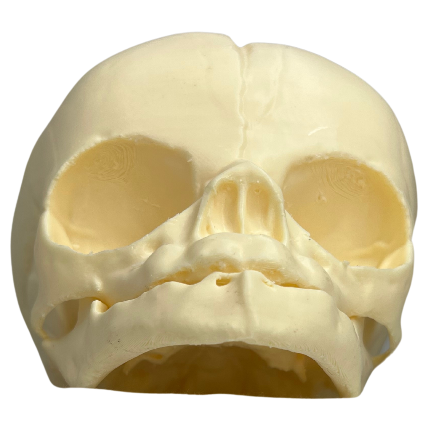 Front facing view of nasal and eye cavities in 3D printed model of fetal skull at full term