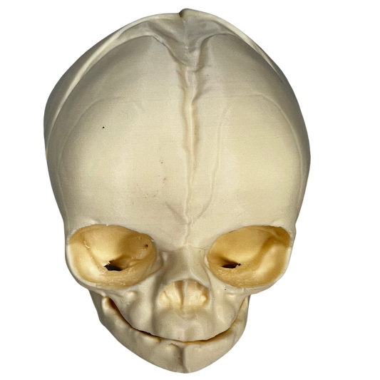 full term 3D printed model of a fetal skull for prenatal educators